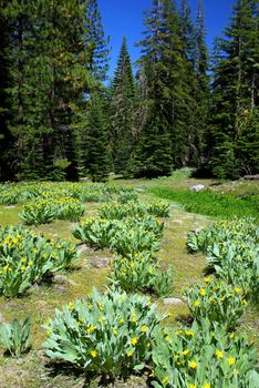 A high Sierra meadow in springtime with wild dandelion's flowering against a deep blue sky.