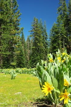 A high Sierra meadow in springtime with wild dandelion's flowering against a deep blue sky.