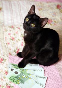 Portrait of a black kitten at home