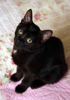 Portrait of a black kitten at home