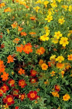 Happy sunny flowers in a summer garden.