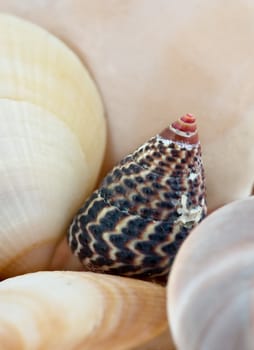 great image of a sea shell background