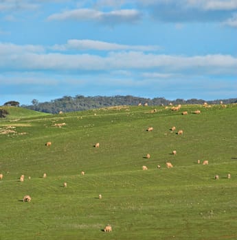 great image of sheep in the field