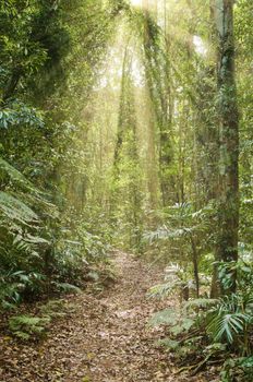 great image of the beauty of the rainforest with rays of light coming through