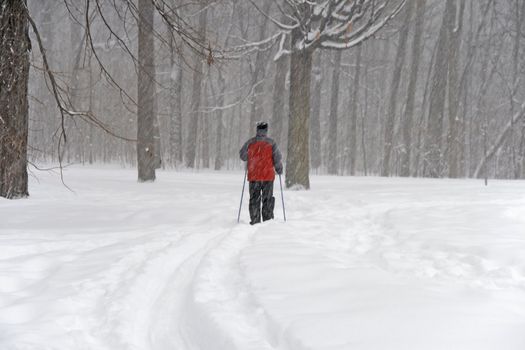 Man skiing in a forest during a snowfall.
