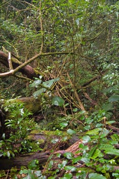 the beauty of nature in the dorrigo world heritage rainforest 