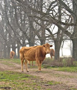 a cow stands in the road on this cold day