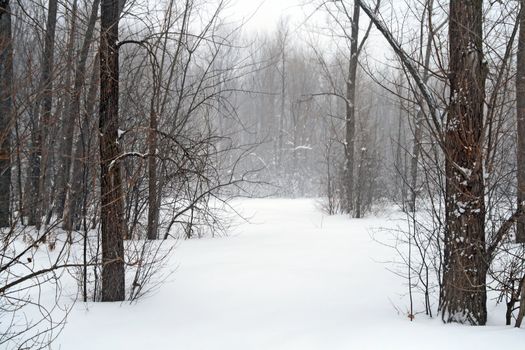 Forest in snow during winter blizzard.
