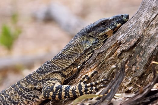 resting goanna - a lace monitor stops partway up climbing a tree