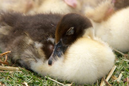 a beautiful little young duckling lays sleeping