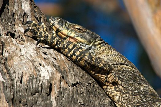 a big lace monitor goanna lizard lays in a tree