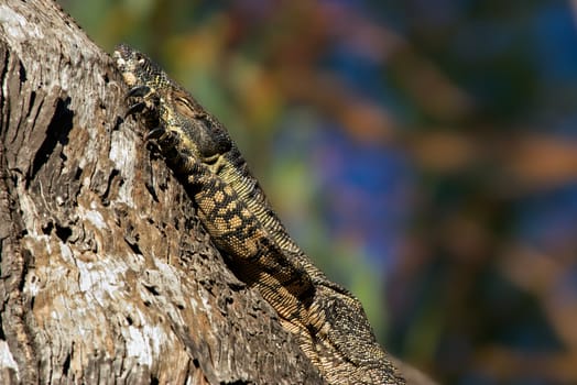 a big lace monitor goanna lizard lays and rests in the tree