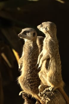 three meerkats stand on guard and looking around