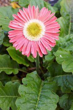 a nice big and bright pink gerbera