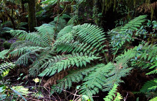 tree ferns under the main canopy of oxley world heritage rainforest