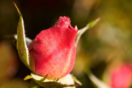 rosebud in the morning