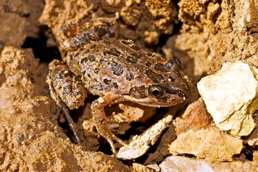 a limnodynastes tasmaniesis frog in the dirt in the drought