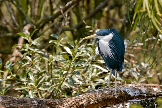Pied Heron Ardea picata stands on a log