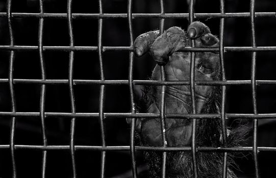 an orangutan hand holds on to the wire mesh, dark and moody black and white