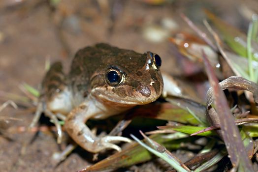 a spotted marsh frog sitting in the dirt 