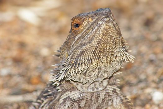 a central bearded dragon a central bearded dragon looking into the camera with head raised back
