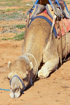 camels close up