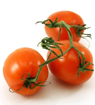 Fresh, ripe organic tomatoes on the vine, isolated