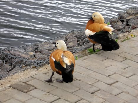 Two nice birds stays near the lake