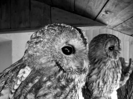 Two nice owls with big black eyes