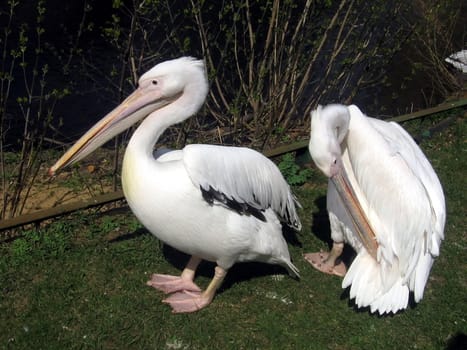 Two nice pink pelicans sits at Moscow zoo