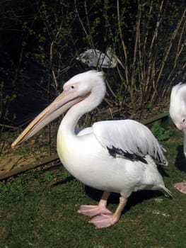 Nice pink pelicans sits at Moscow zoo