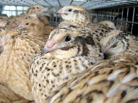 Nice quails sit in the crate for carrying