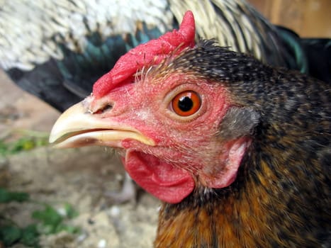 Head of a nice hen with red comb