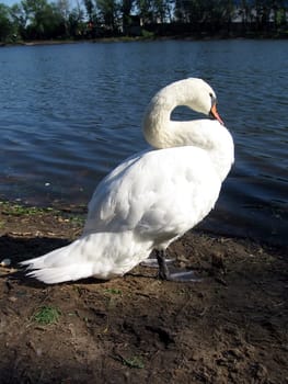 Very beautiful white swan is near the pond