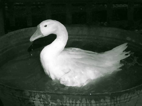 Illustration of washing white goose painted with oil