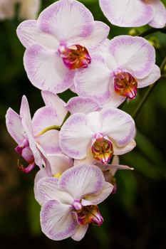 Branch with pink flowers of Phalaenopsis or Moth Orchid