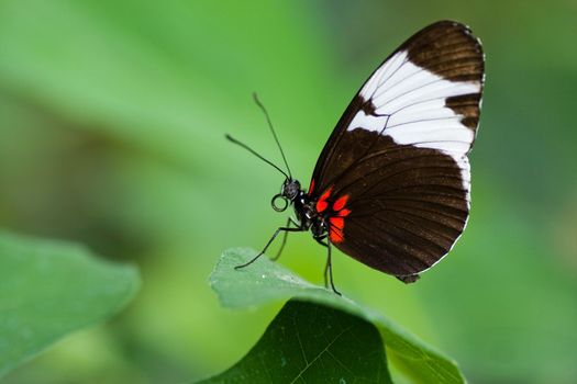 Tropical butterfly Heliconius on green background