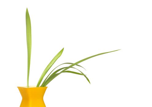 Nice modern yellow vase with green plant isolated on white background with clipping path