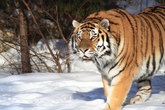 Closeup of nice siberian tiger on background with winter forest