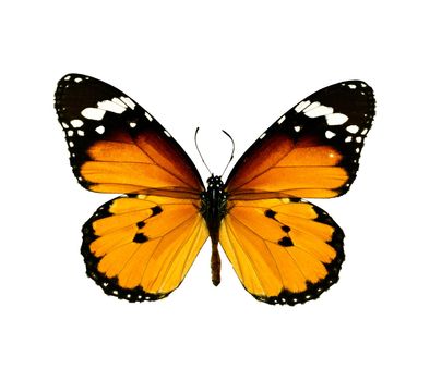 Butterfly isolated