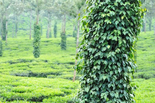 Bushes black pepper are growing around the trees
