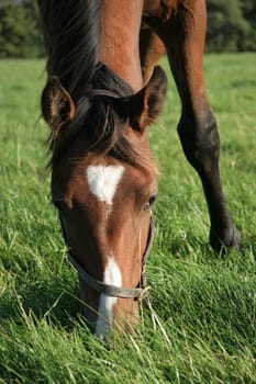 A brown horse eating grass in a meadow, its head down.