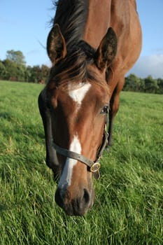 A brown horse eating grass in a meadow, its head down.