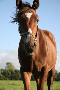 A brown horse eating grass in a meadow.