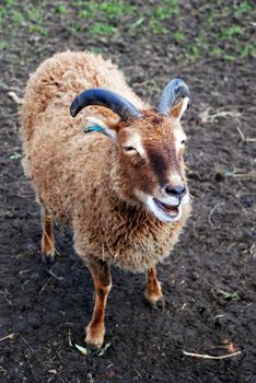 A photograph of a Soay Sheep, a rare, primitive breed of domestic sheep, descended from a population of feral sheep on the 250-acre island of Soay in the St. Kilda Archipelago, about 65 km from the Western Isles of Scotland.