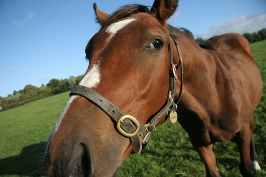 A brown horse eating grass in a meadow.