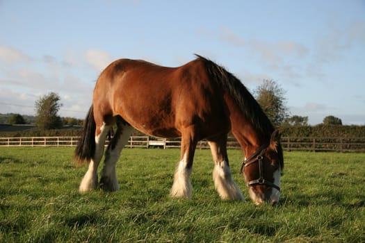 A brown horse eating grass in a meadow.