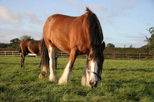 A brown horse eating grass in a meadow.