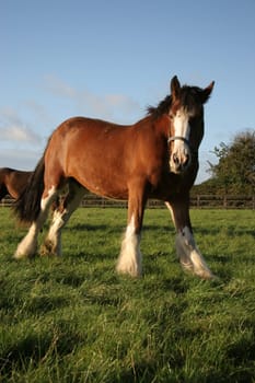 A brown horse eating grass in a meadow.