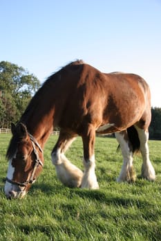 A brown horse eating grass in a meadow.